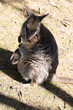 The tammar wallaby  has dark greyish upperparts with a paler underside and rufous-coloured sides and limbs. The tammar wallaby has white stripes on its face.