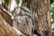 the twany frogmouth hides in plain sight looking like part of the tree