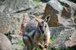 the yellow footed rock wallaby is eating a carrot