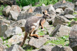 the yellow footed rock wallaby has a grey body with a white chest tan legs and a long tan nad black tail
