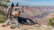   Long-haired dog atop cliff's edge, gazing at Grand Canyon vista