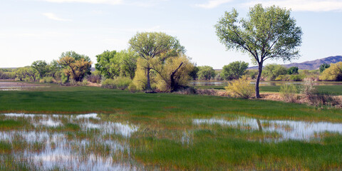 Sticker - Bosque del Apache National Wildlife Refuge presents a lovely spring landscape of trees, water, and emergent marsh grasses