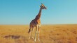   Giraffe in dry grass field, clear blue sky background