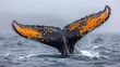   A humpback whale's tail flips out of the water in a gray and orange coloration