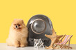 Cute Pomeranian dog with backpack carrier, deck chairs and starfishes on table against yellow background