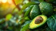   An avocado grows on a tree, its surface dotted with green leaves, with dewdrops on the maturing fruit