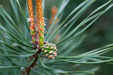 Fototapeta Desenie - small pine cone on twig closeup selective focus