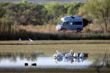 Canvas Print - Great White Pelicans and a camper van in early spring at Bosque del Apache National Wildife Refuge in New Mexico