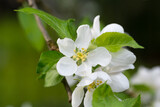 Fototapeta Desenie - Malus domestica, apple flowers closeup selective focus