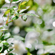Green leaves with dew drops on bokeh background, shallow depth of field