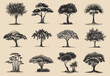a bunch of different types of trees on a white background