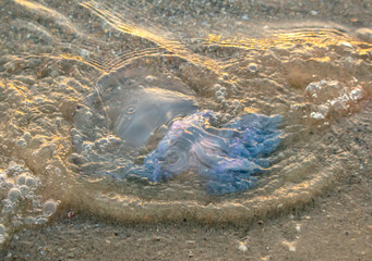 Sticker - Jellyfish on the seashore at sunset