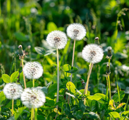 Canvas Print - Fluffy dandelions in nature in spring