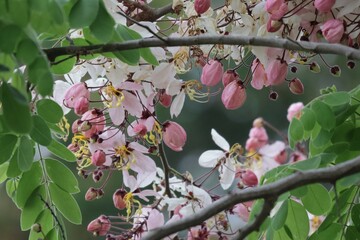 Poster - pink cherry blossom