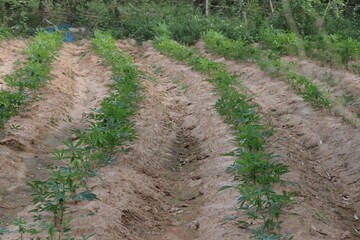 Poster - potato field in spring