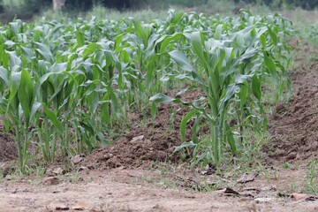 Wall Mural - corn field in spring