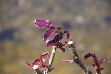 Wall Mural - First leaves of a rose in spring