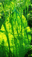 Horseradish leaf close-up in backlight.