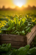 Spinach leaves harvested in a wooden box in a field with sunset. Natural organic vegetable abundance. Agriculture, healthy and natural food concept. Vertical composition.