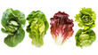 Lettuce head isolated on white background