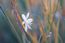 A White Wildflower Called Wildeknoflok, Or Trachyandra Saltii