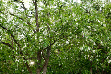 Canvas Print - Acacia in May