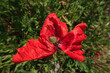 Poppy Papaver flower petals color white red yellow