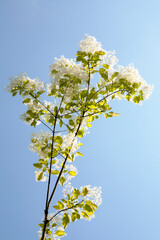 Canvas Print - Chionanthus retusa in may