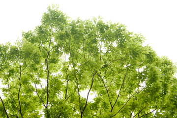 Canvas Print - fresh leaves of spring