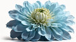 A blue flower is in focus against a white background.

