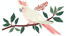 Major Mitchell Cockatoo With Crest And Pink Feathers.