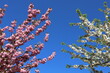Сherry trees' branches in full bloom, adorned with delicate pink and white flowers, respectively. Springtime.