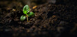 The First Stage of Life: A Young Plant's Journey Begins Within the Earth's Embrace