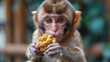 Primate enjoying corn on the cob with its furry snout