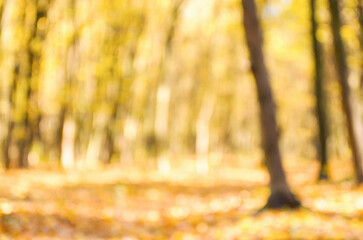 Wall Mural - Autumn golden forest, blured background.