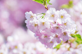 Fototapeta Tulipany - Blooming sakura with pink flowers in spring