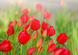Fototapeta Tulipany - Red tulips in the garden