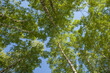 Spring forest on blue sky background, view up