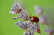 Closeup of a ladybug on a lavender flower. Lavender flower and ladybug on green background.