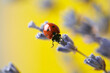 Closeup of a ladybug on a lavender flower. Lavender flower and ladybug on yellow background.