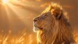   A tight shot of a lion in a lush grassfield Sunlight filters through the clouds behind