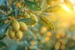 A fresh olive branch glistens with morning dew, exuding vitality in a soft bokeh sunlight background enhancing the natural beauty