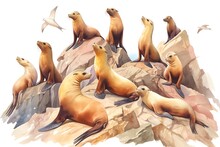 A Playful Illustration Of A Colony Of Sea Lions On Coastal Rocks, Sunbathing Forms In Warm Browns And Rocky Grays, White Background, Vivid Watercolor, 100 Isolate
