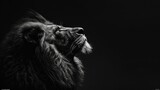 Fototapeta  -   A black-and-white image of a lion with its head turned sideways, gazing up at the sky