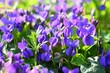 Beautiful spring small purple flower-plant Violka fragrant - Violka. Spring time in nature. (Viola odorata)