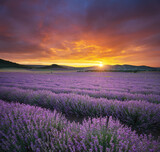 Fototapeta Pokój dzieciecy - Sunset on meadow of lavender