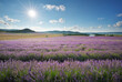 Meadow of lavender at day.