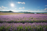 Fototapeta Pokój dzieciecy - Meadow of lavender at day.