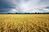 Fototapeta Pokój dzieciecy - Meadow of wheat.