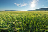 Fototapeta Pokój dzieciecy - Meadow of green wheat in mountain.